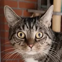 Daria, Mixed Breed Cat for adoption at Tierheim Bremen, Bremen