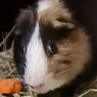 Philipp, mixed breed for adoption at Tierheim Bremen, Bremen