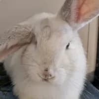 Dahlia, mixed breed for adoption at Tierheim Bremen, Bremen