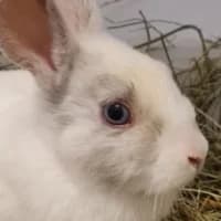 Mumbai, mixed breed for adoption at Tierheim Bremen, Bremen