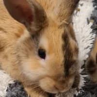Seoul, mixed breed for adoption at Tierheim Bremen, Bremen