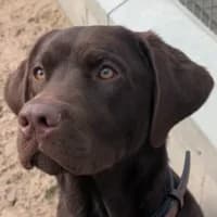 Sam, Labrador Retriever for adoption at Tierheim Bremen, Bremen
