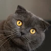 Caruso, mixed breed for adoption at Tierheim Bremen, Bremen