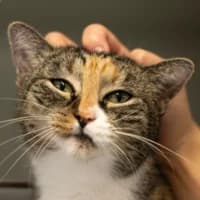 Phoebi, Mixed Breed Cat for adoption at Tierheim Bremen, Bremen