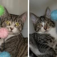 Hazuki und Fuwa, Mixed Breed Cat for adoption at Tierheim Bremen, Bremen
