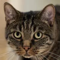 Ingo, Mixed Breed Cat for adoption at Tierheim Bremen, Bremen