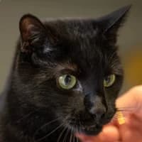 Merlin, Mixed Breed Cat for adoption at Tierheim Bremen, Bremen