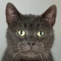 Roswita, Mixed Breed Cat for adoption at Tierheim Bremen, Bremen