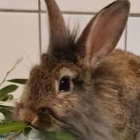 Nannini, mixed breed for adoption at Tierheim Bremen, Bremen