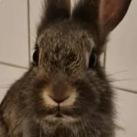 Heavy, mixed breed for adoption at Tierheim Bremen, Bremen