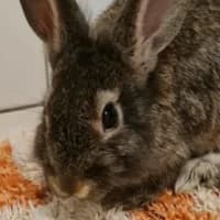 Bob, mixed breed for adoption at Tierheim Bremen, Bremen