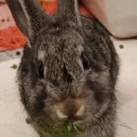 Metal, mixed breed for adoption at Tierheim Bremen, Bremen