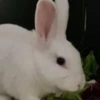 Piet, mixed breed for adoption at Tierheim Bremen, Bremen