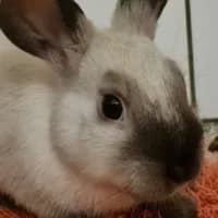 Kyoto, mixed breed for adoption at Tierheim Bremen, Bremen