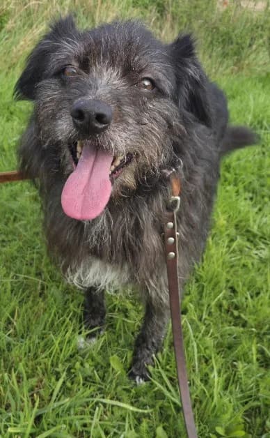 Luzie, female Mixed Breed for adoption at Tierschutzverein Bremerhaven, Bremerhaven