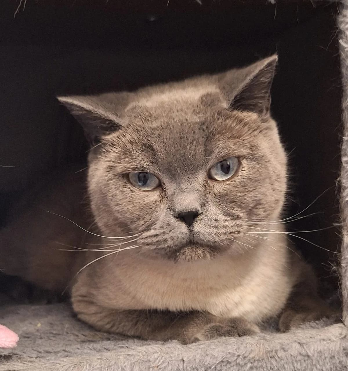 Wowa, male Mixed Breed for adoption at Tierschutzverein Bremerhaven, Bremerhaven