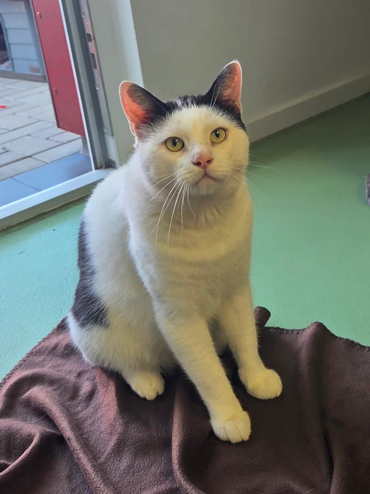 Chico, male Mixed Breed for adoption at Tierschutzverein Bremerhaven, Bremerhaven