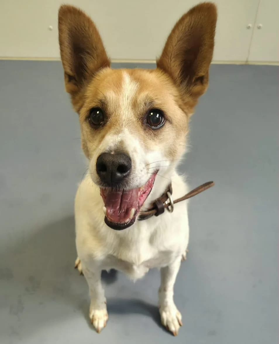 Benny, male Mixed Breed for adoption at Tierschutzverein Bremerhaven, Bremerhaven