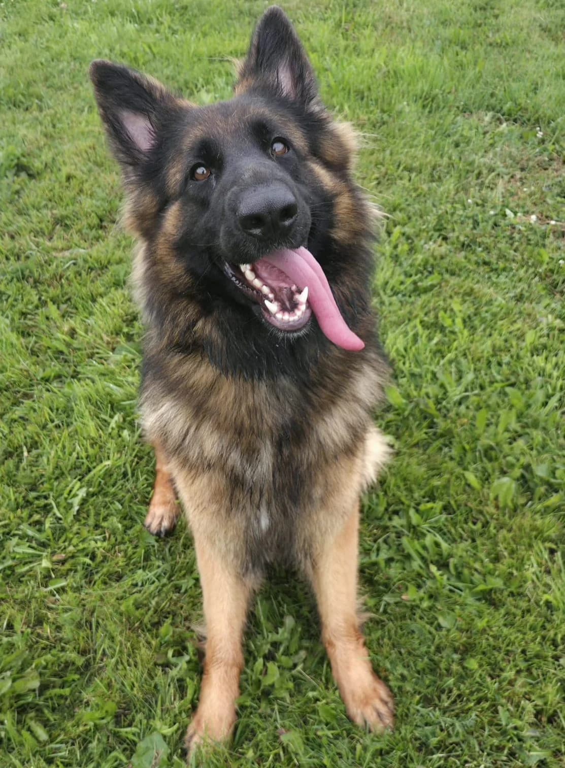Bella, female Mixed Breed for adoption at Tierschutzverein Bremerhaven, Bremerhaven