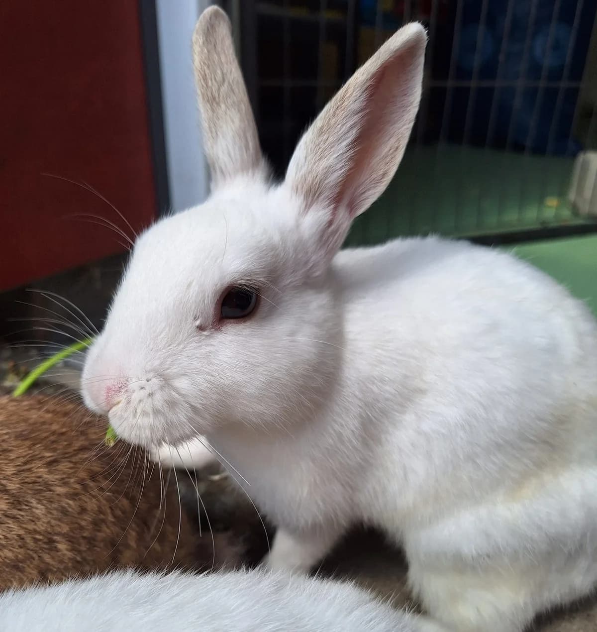 Mantis, female Mixed Breed for adoption at Tierschutzverein Bremerhaven, Bremerhaven
