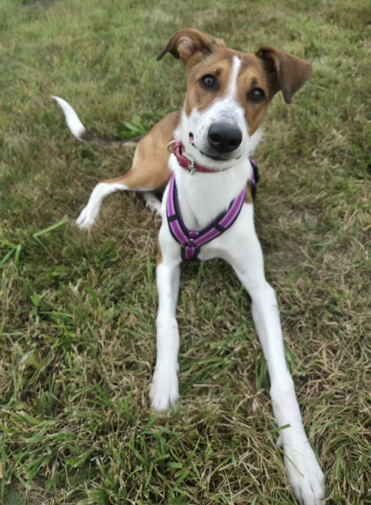 Nala, female Mixed Breed for adoption at Tierschutzverein Bremerhaven, Bremerhaven