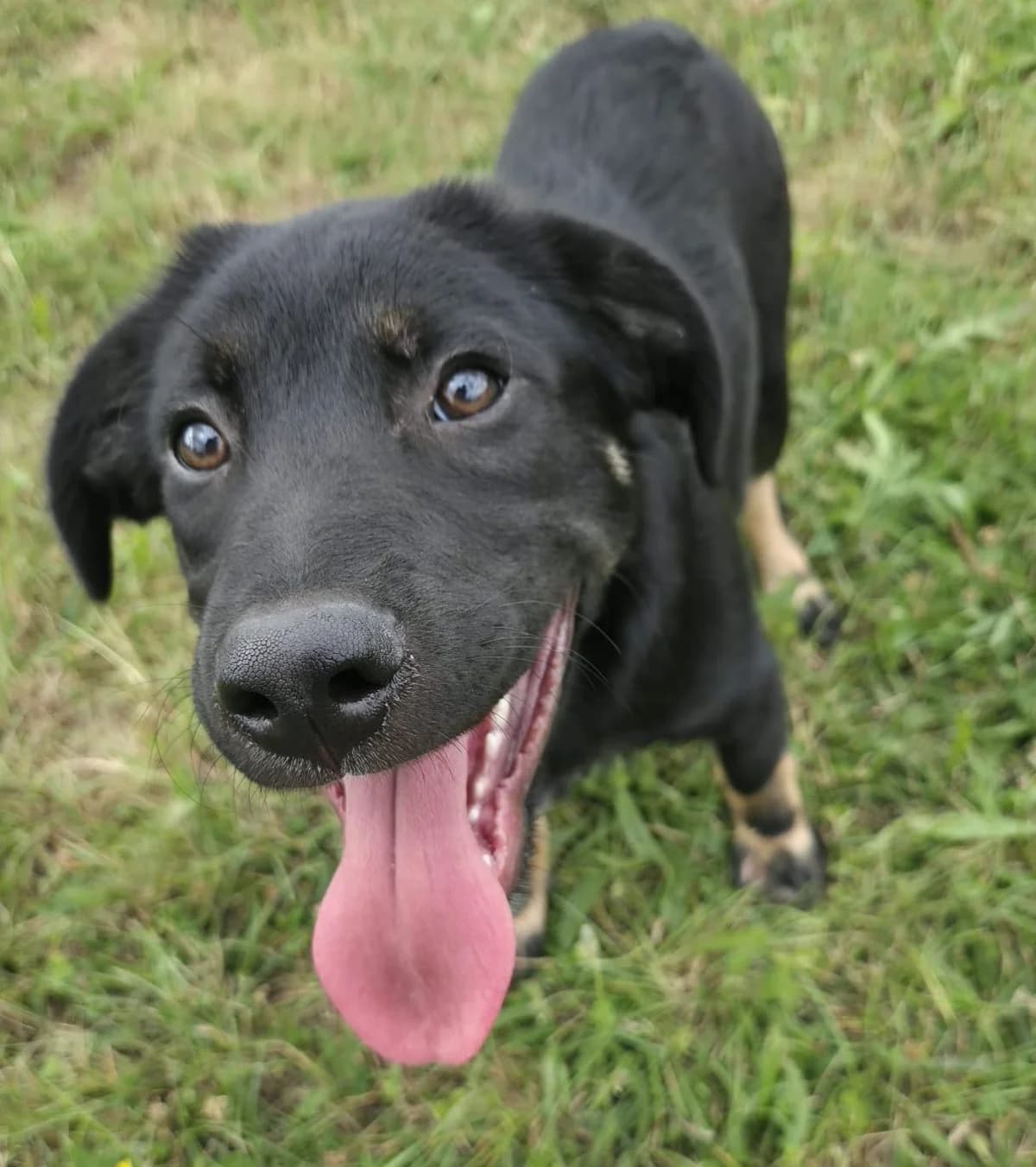 Merlin, male Mixed Breed for adoption at Tierschutzverein Bremerhaven, Bremerhaven