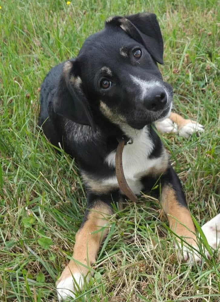Martha, female Mixed Breed for adoption at Tierschutzverein Bremerhaven, Bremerhaven
