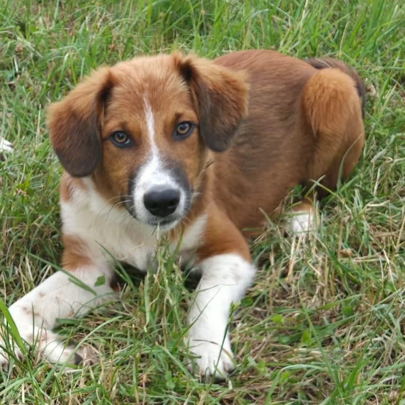 Muffin, male Mixed Breed for adoption at Tierschutzverein Bremerhaven, Bremerhaven