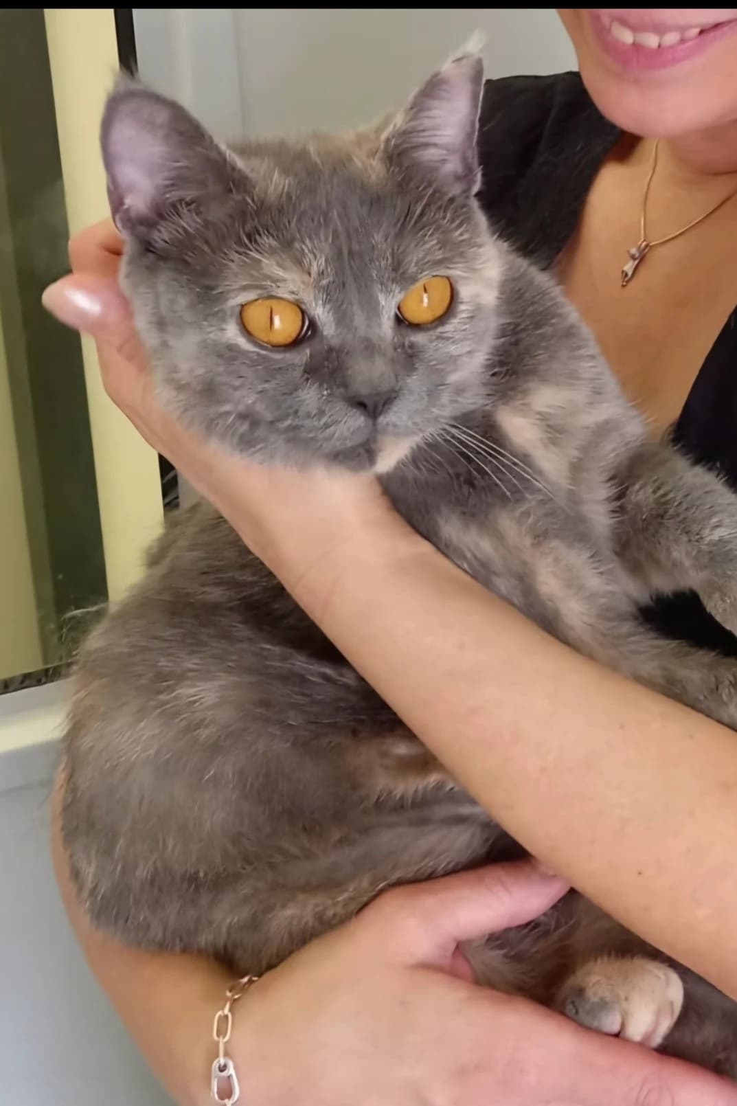 Misch *reserviert*, female Mixed Breed for adoption at Tierschutzverein Bremerhaven, Bremerhaven