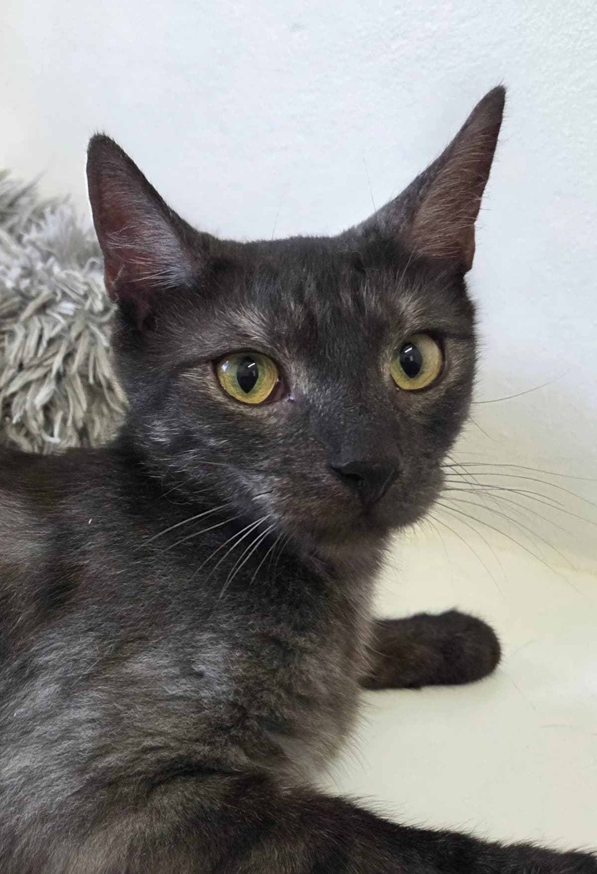 Lexi, female Mixed Breed for adoption at Tierschutzverein Bremerhaven, Bremerhaven