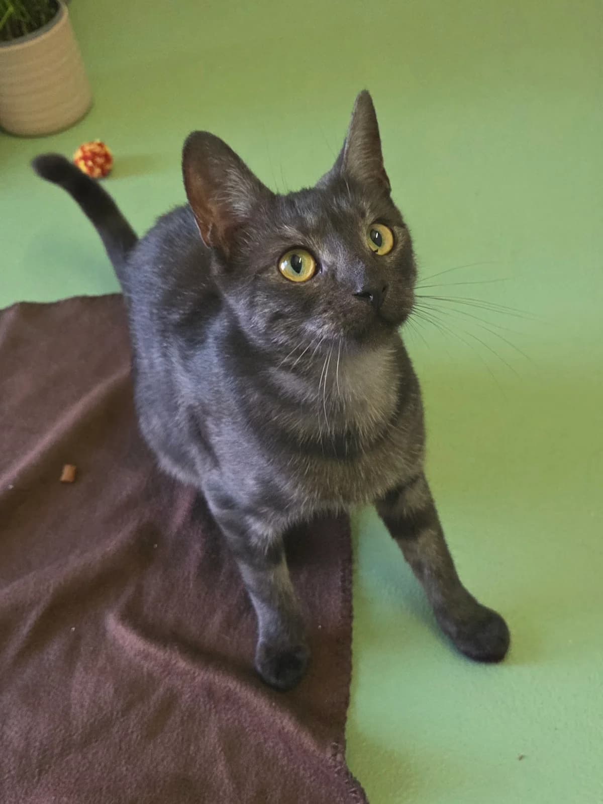 Lexi, male Mixed Breed for adoption at Tierschutzverein Bremerhaven, Bremerhaven