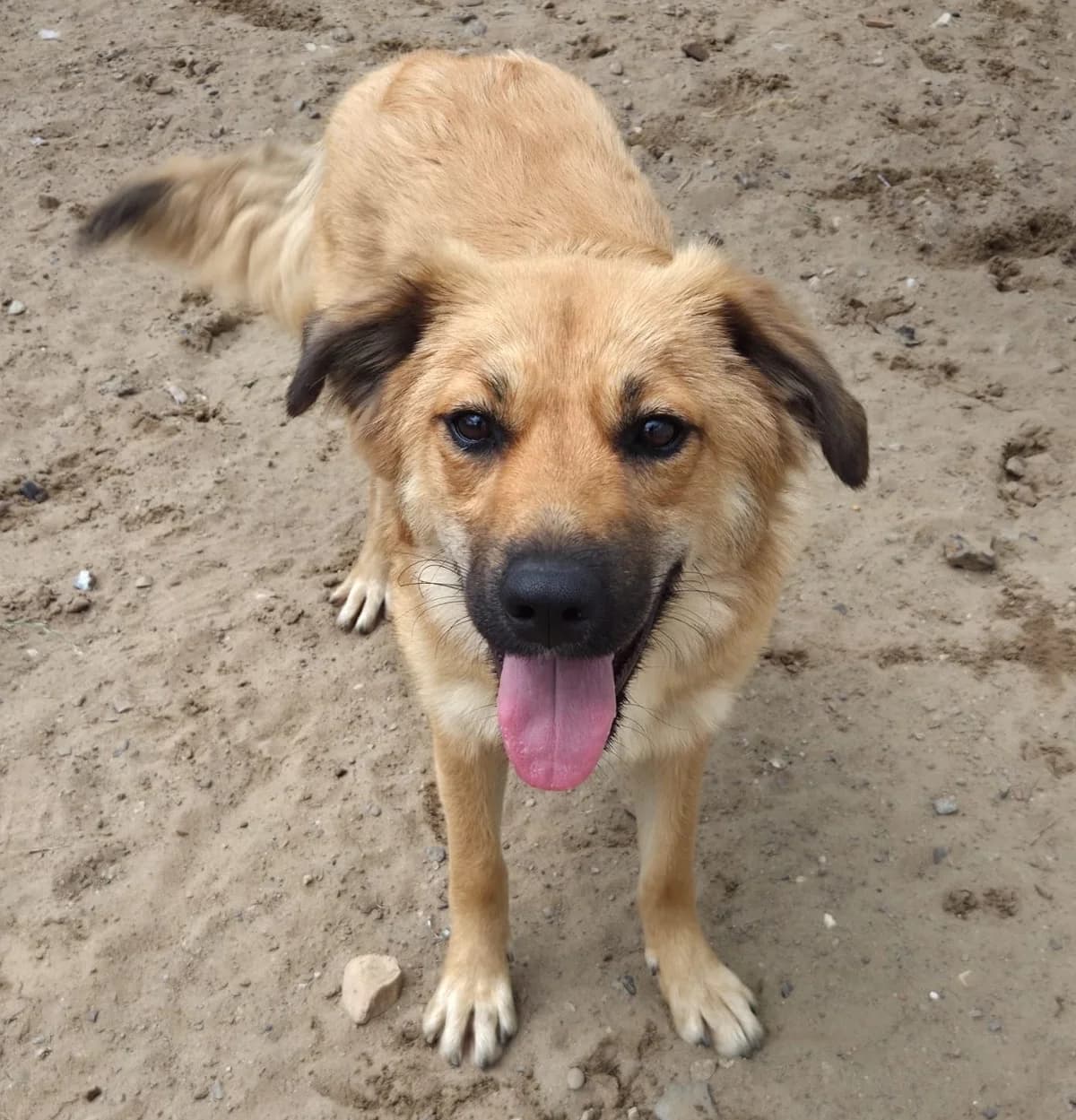 Tara, female Mixed Breed for adoption at Tierschutzverein Bremerhaven, Bremerhaven