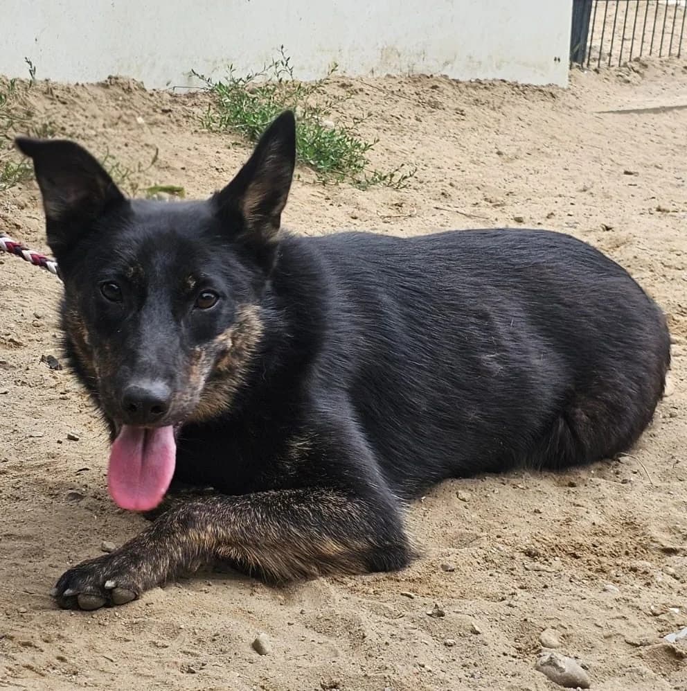 Trixie, female Mixed Breed for adoption at Tierschutzverein Bremerhaven, Bremerhaven