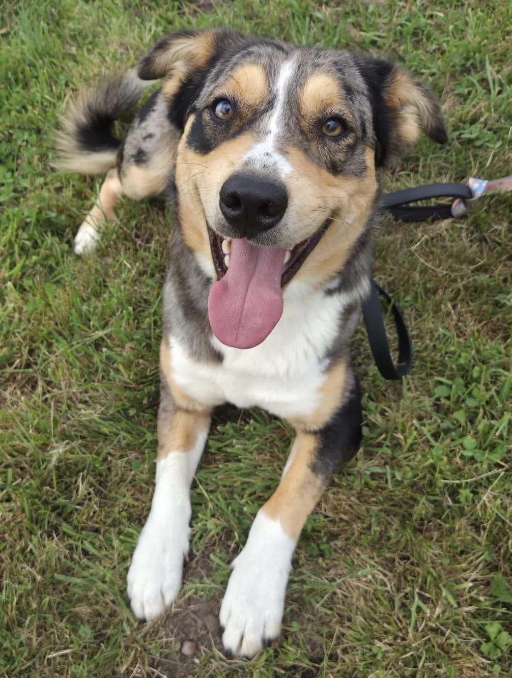 Spike, male Mixed Breed for adoption at Tierschutzverein Bremerhaven, Bremerhaven