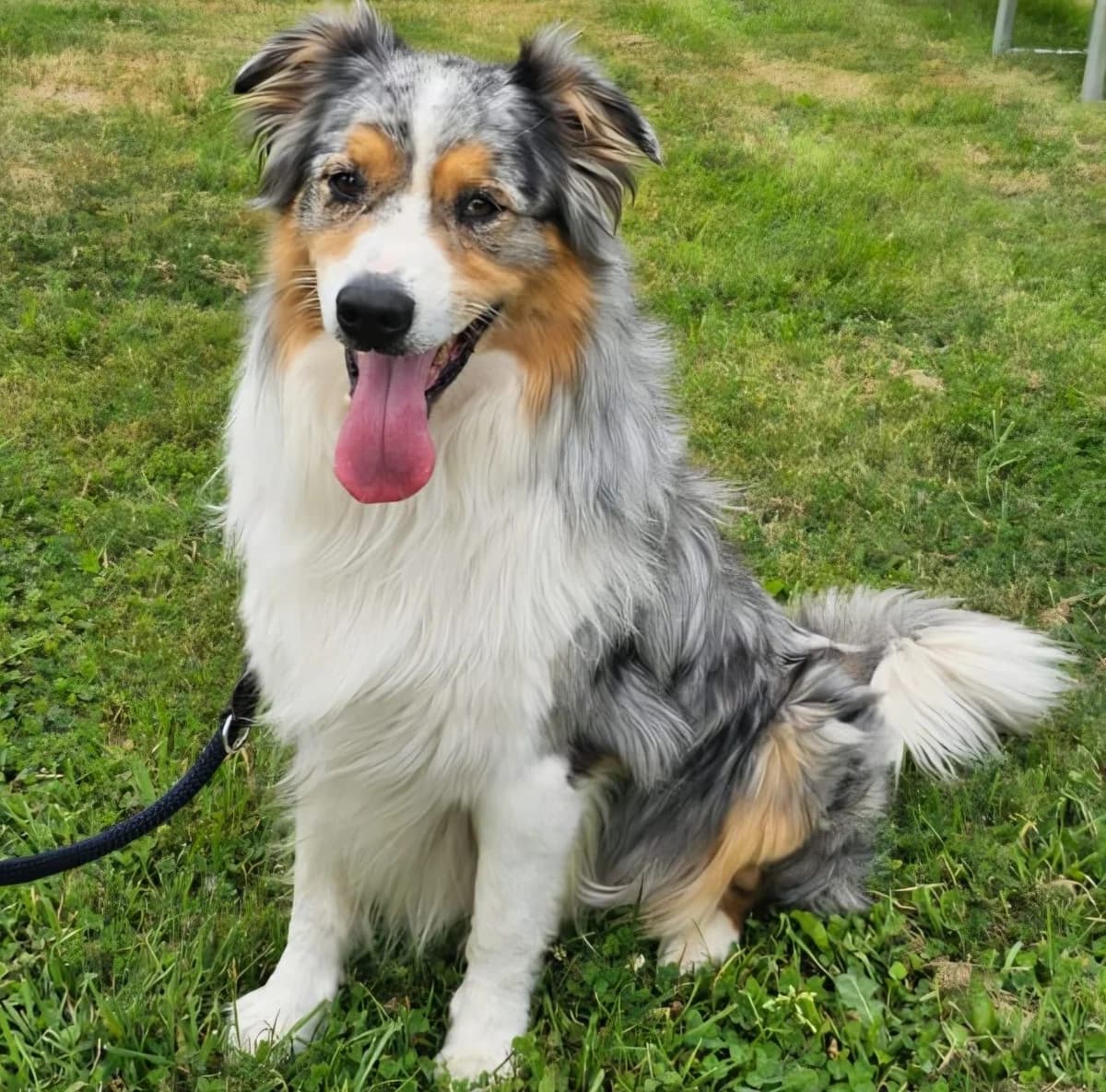 Murphy, male Mixed Breed for adoption at Tierschutzverein Bremerhaven, Bremerhaven