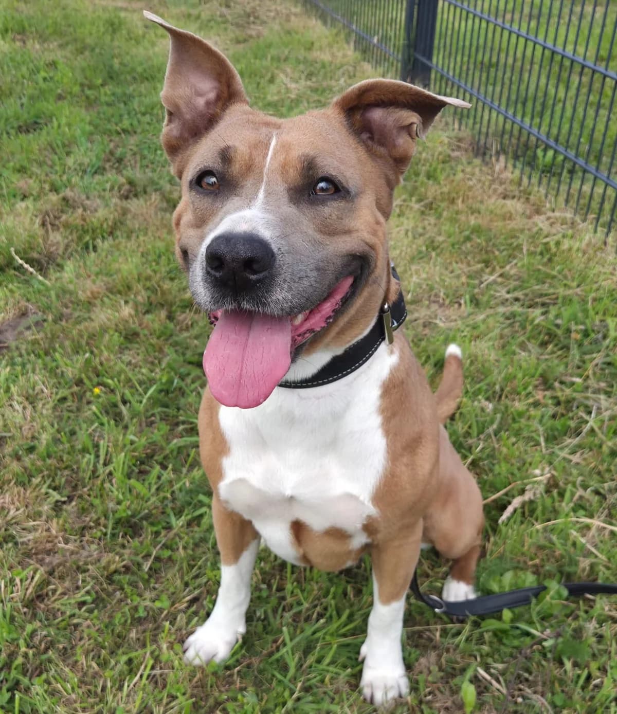 Bunny, female Mixed Breed for adoption at Tierschutzverein Bremerhaven, Bremerhaven