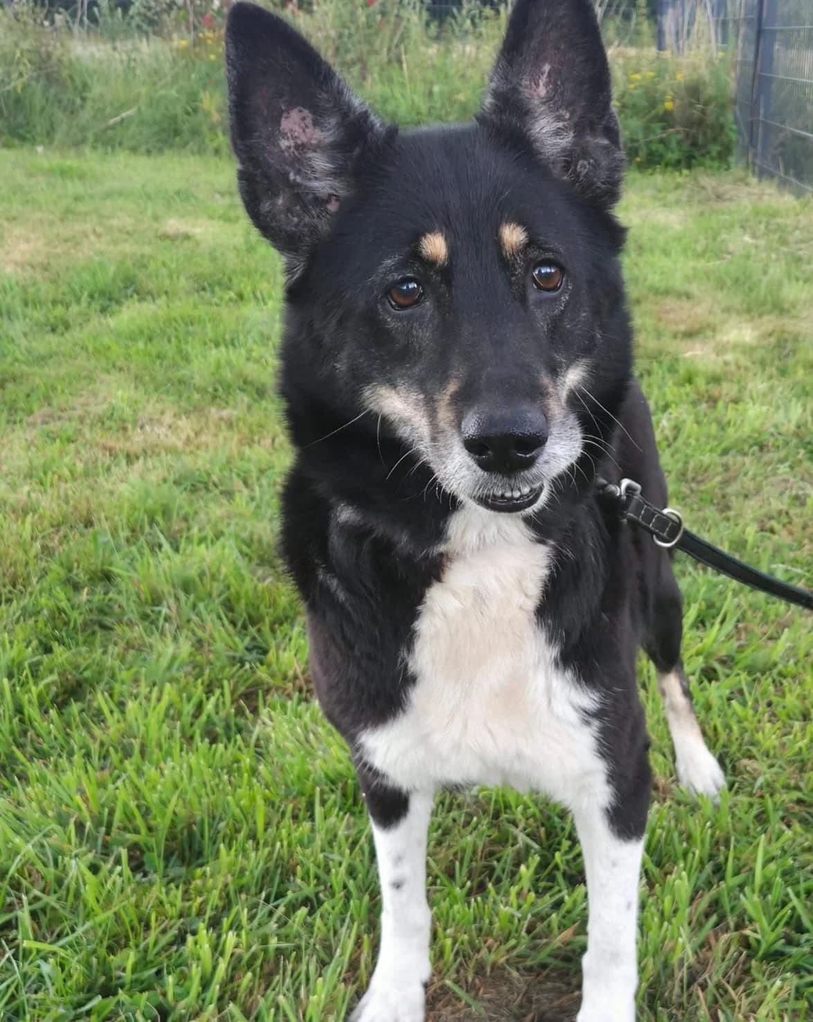 Leya, female Mixed Breed for adoption at Tierschutzverein Bremerhaven, Bremerhaven