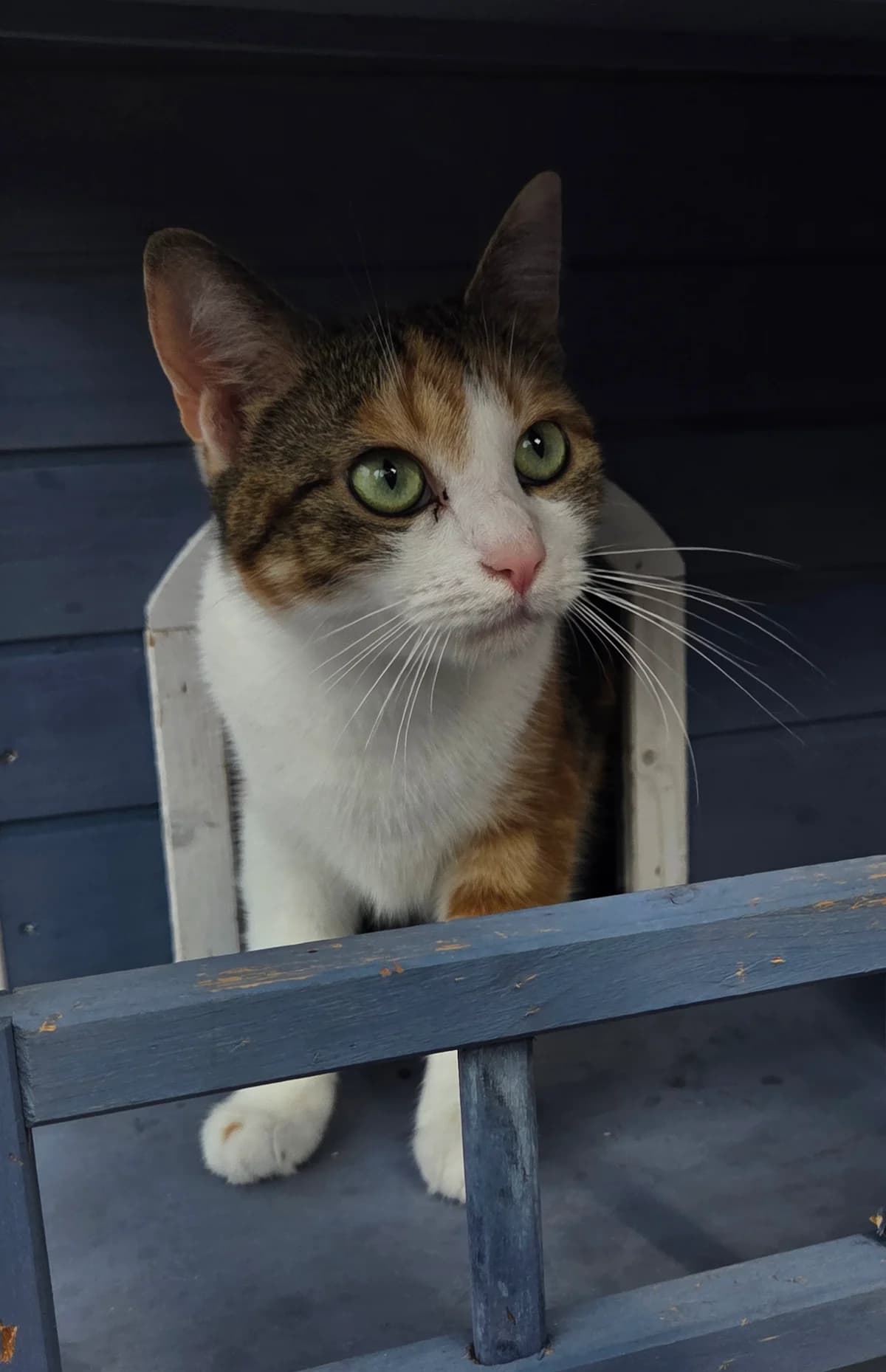 Mila *reserviert*, female Mixed Breed for adoption at Tierschutzverein Bremerhaven, Bremerhaven