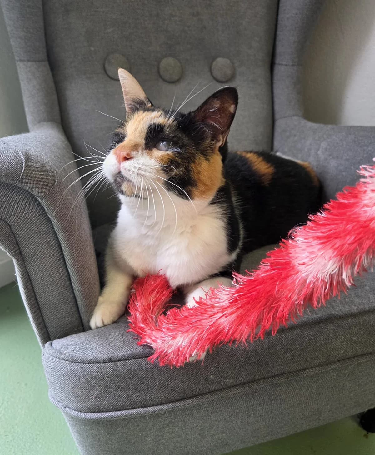 Raya, female Mixed Breed for adoption at Tierschutzverein Bremerhaven, Bremerhaven