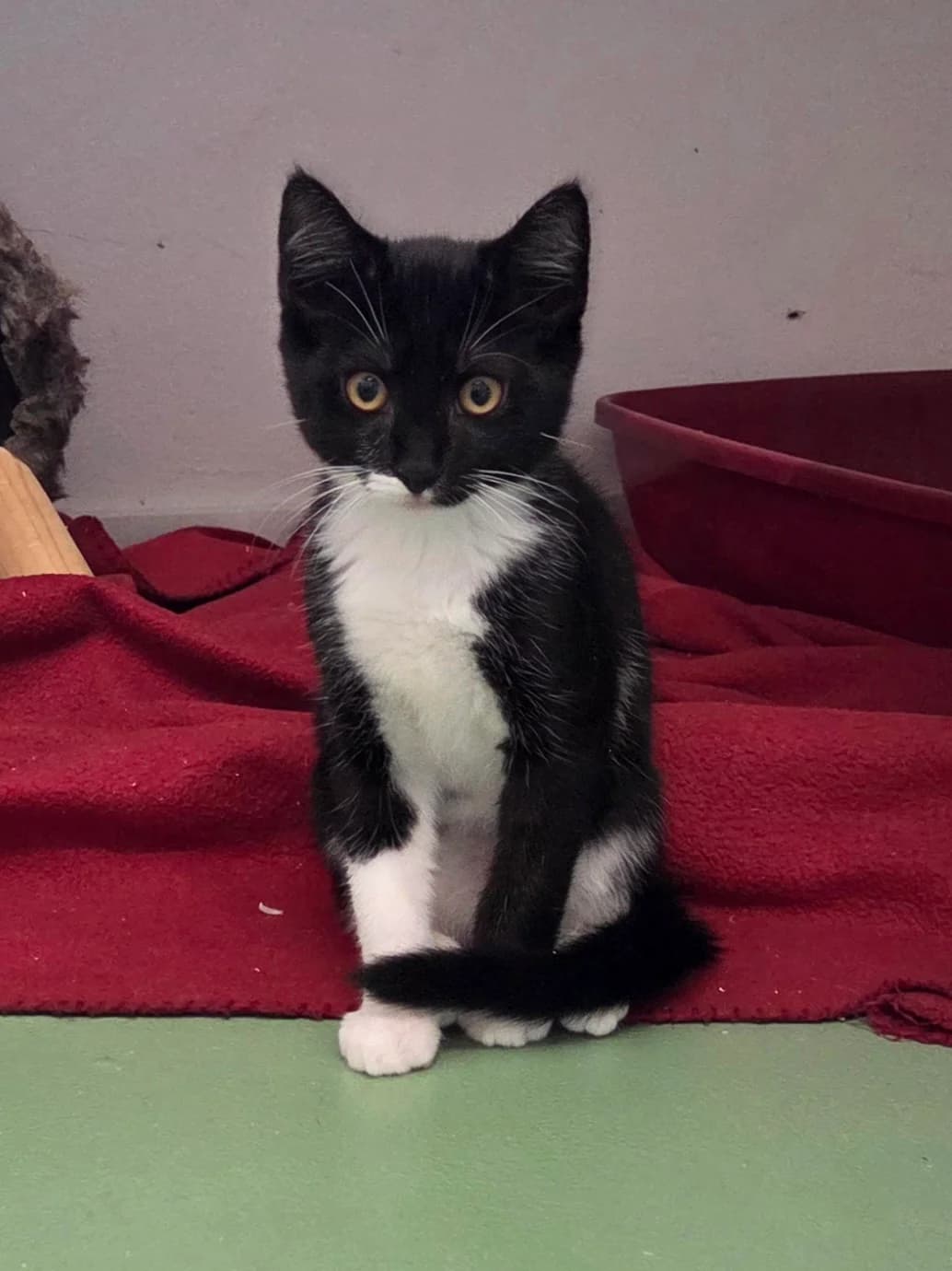 Olaf (Kitten), male Mixed Breed for adoption at Tierschutzverein Bremerhaven, Bremerhaven