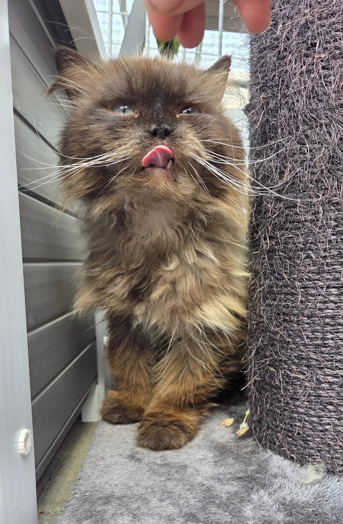 Mousse, female Mixed Breed for adoption at Tierschutzverein Bremerhaven, Bremerhaven