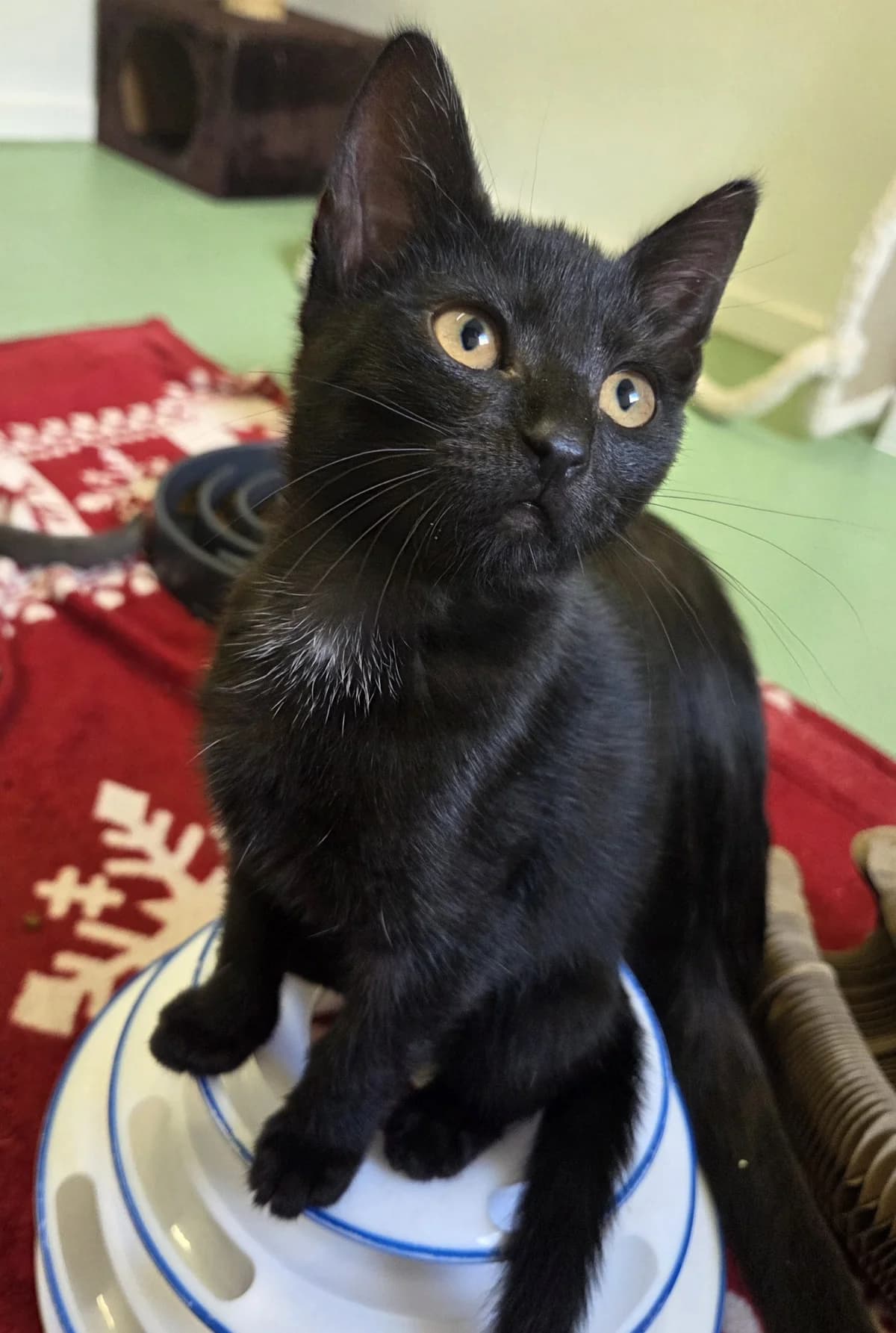 Elsa *reserviert*, female Mixed Breed for adoption at Tierschutzverein Bremerhaven, Bremerhaven