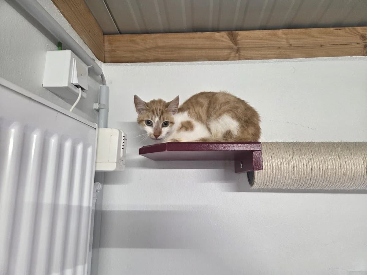 Grinchi, male Mixed Breed for adoption at Tierschutzverein Bremerhaven, Bremerhaven