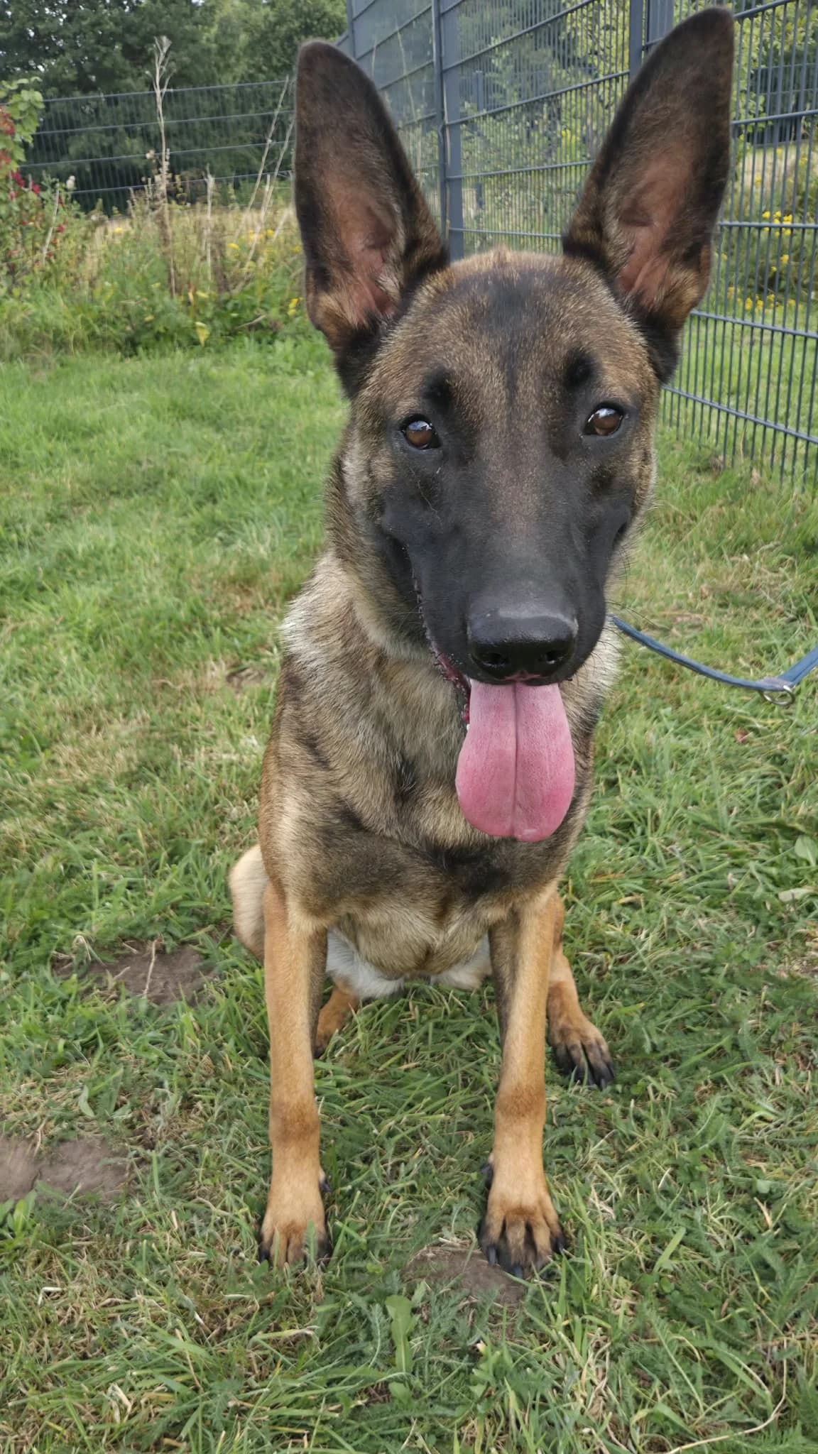 Honey, female Mixed Breed for adoption at Tierschutzverein Bremerhaven, Bremerhaven