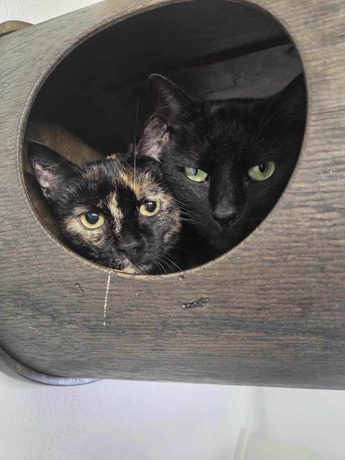 Susi und Strolch, male Mixed Breed for adoption at Tierschutzverein Bremerhaven, Bremerhaven