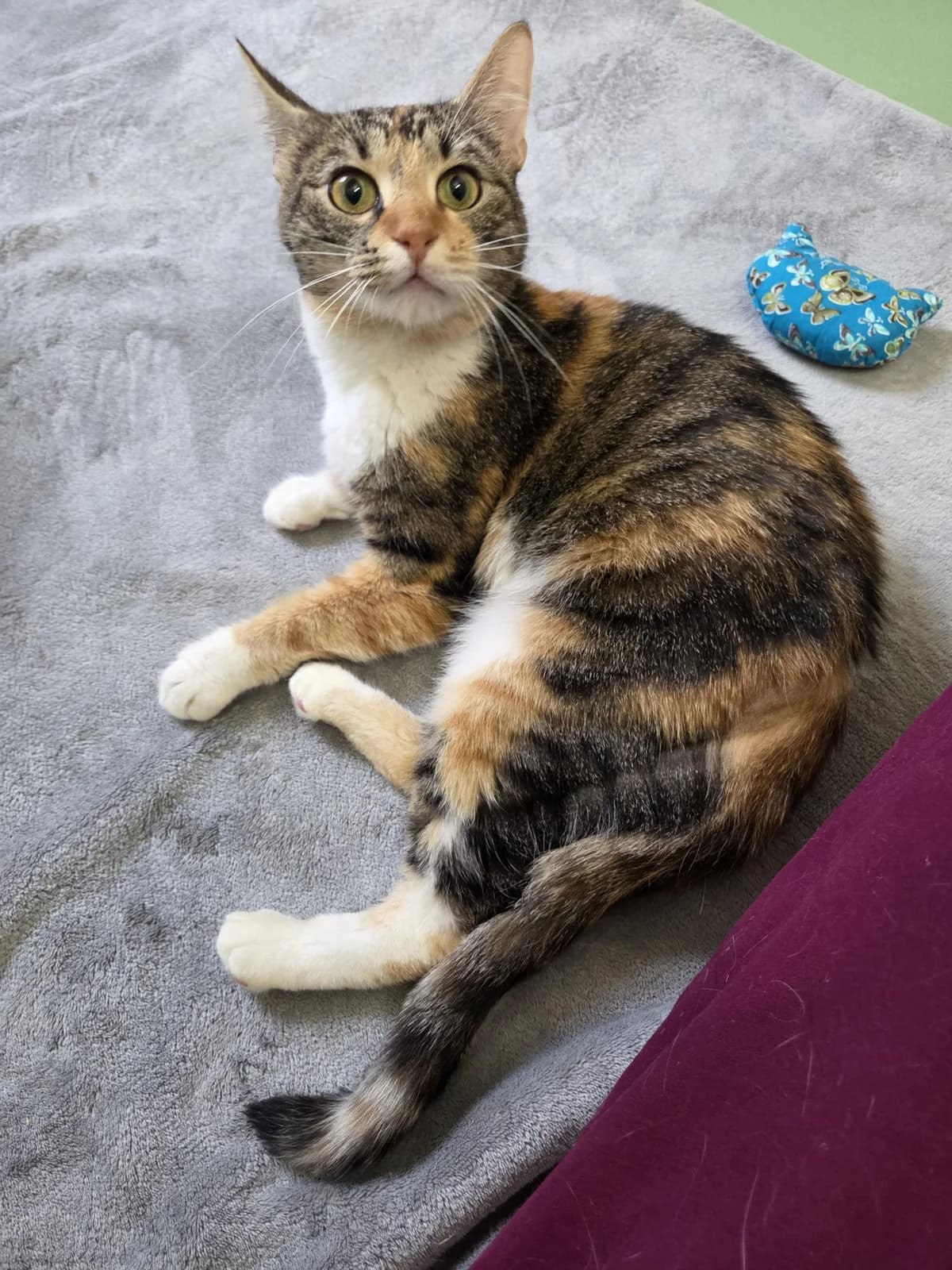 Minka (FIV pos.) *reserviert*, female Mixed Breed for adoption at Tierschutzverein Bremerhaven, Bremerhaven