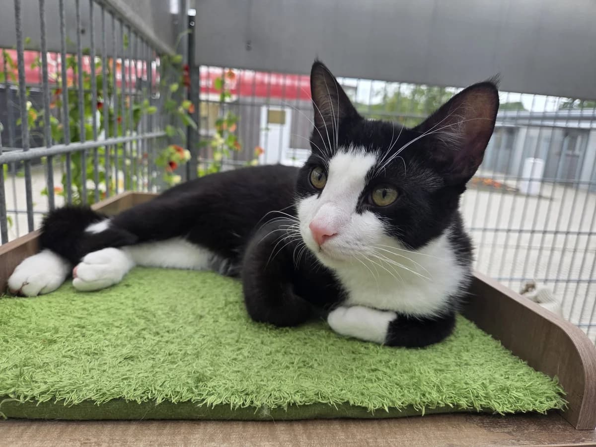 StΓΆpsel, male Mixed Breed for adoption at Tierschutzverein Bremerhaven, Bremerhaven
