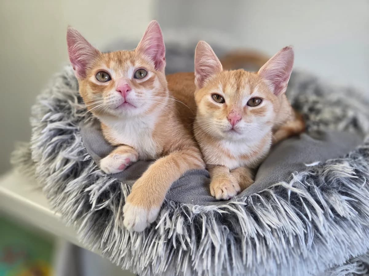 Rory und Rosso, male Mixed Breed for adoption at Tierschutzverein Bremerhaven, Bremerhaven