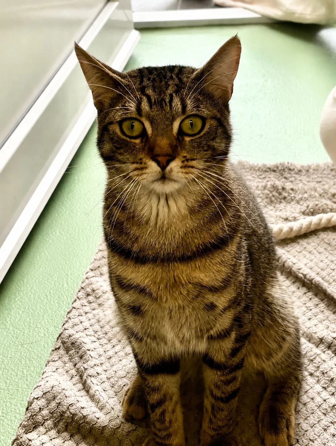 Boss *reserviert*, male Mixed Breed for adoption at Tierschutzverein Bremerhaven, Bremerhaven