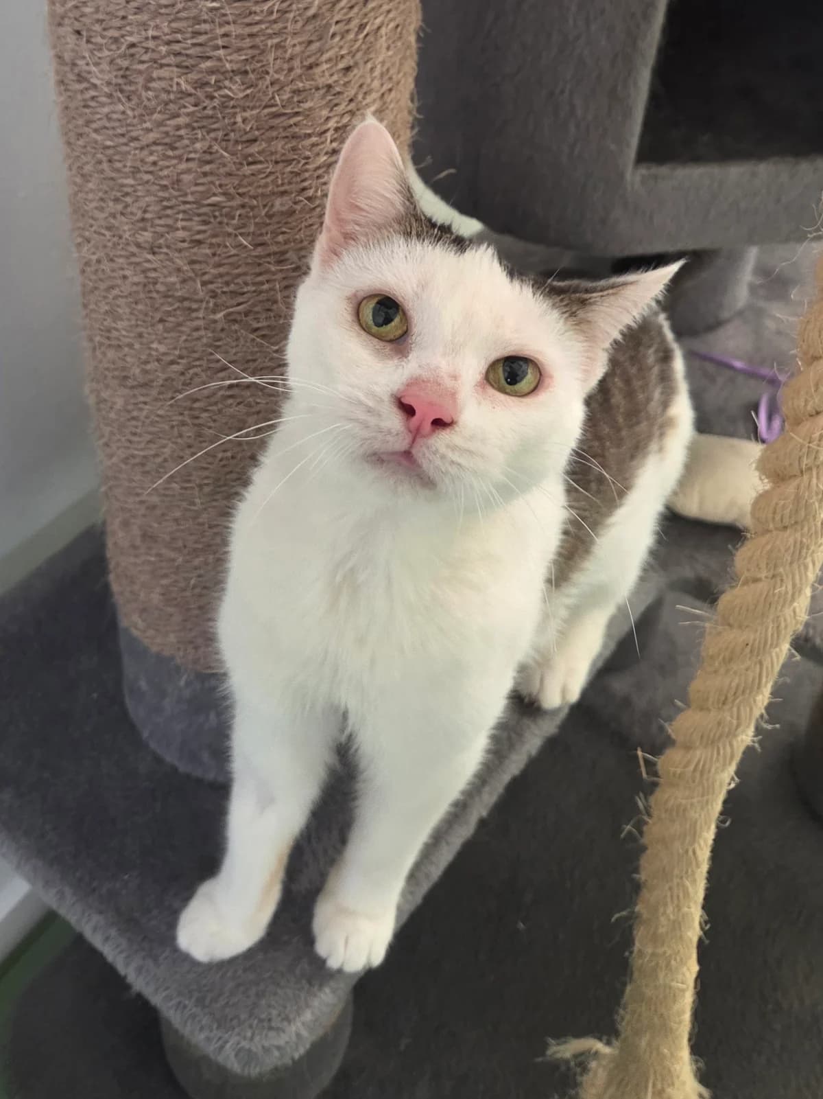 Mori, female Mixed Breed for adoption at Tierschutzverein Bremerhaven, Bremerhaven